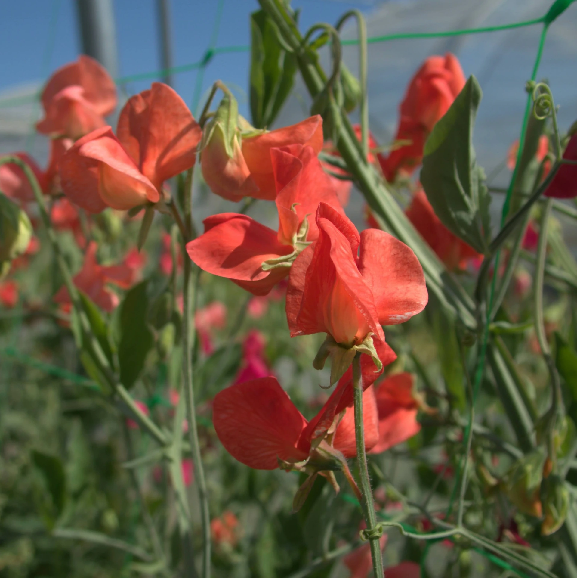 [21P209] Pois de senteur Henry Heckford