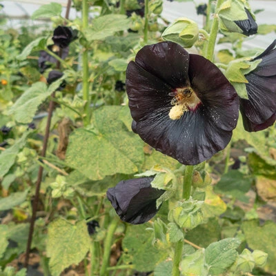 Rose trémière Black