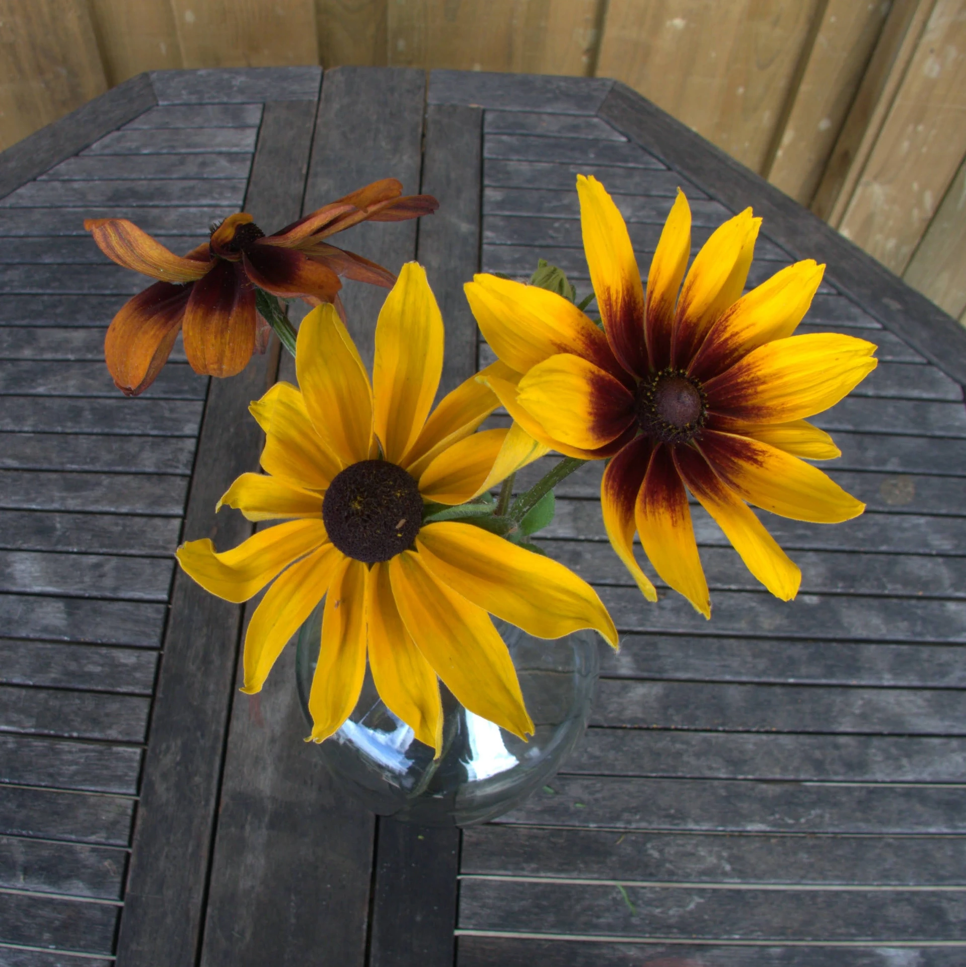 Rudbéckie hérissée