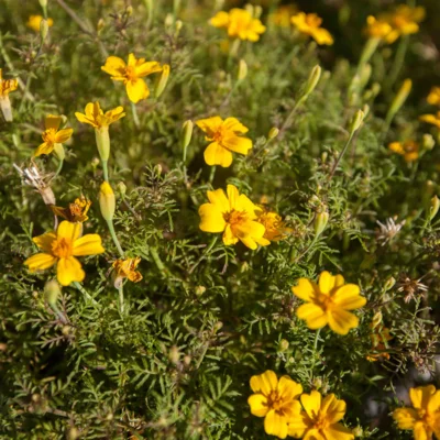 [21P214] Tagète citron