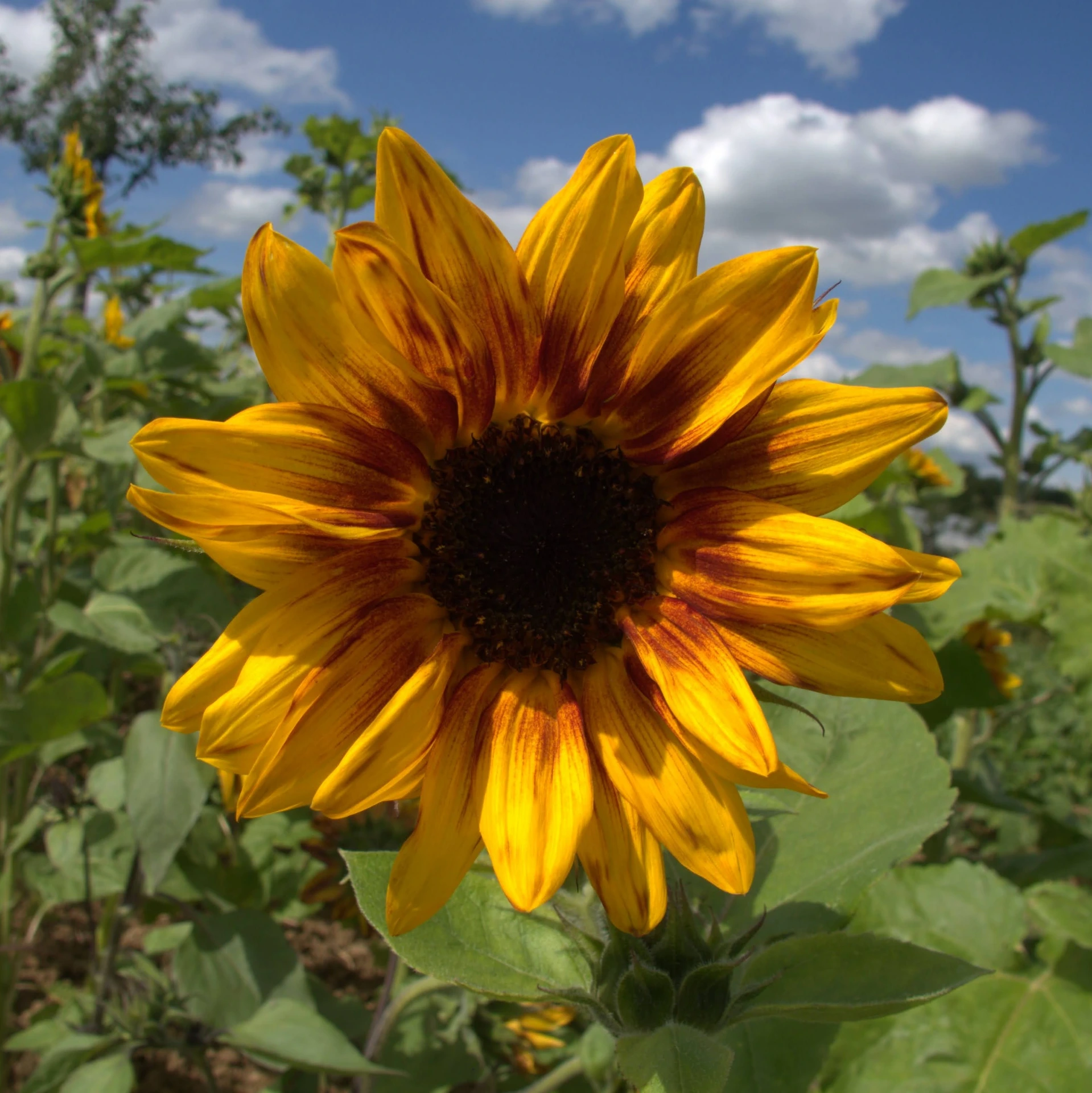 [21P215] Tournesol Ring of Fire