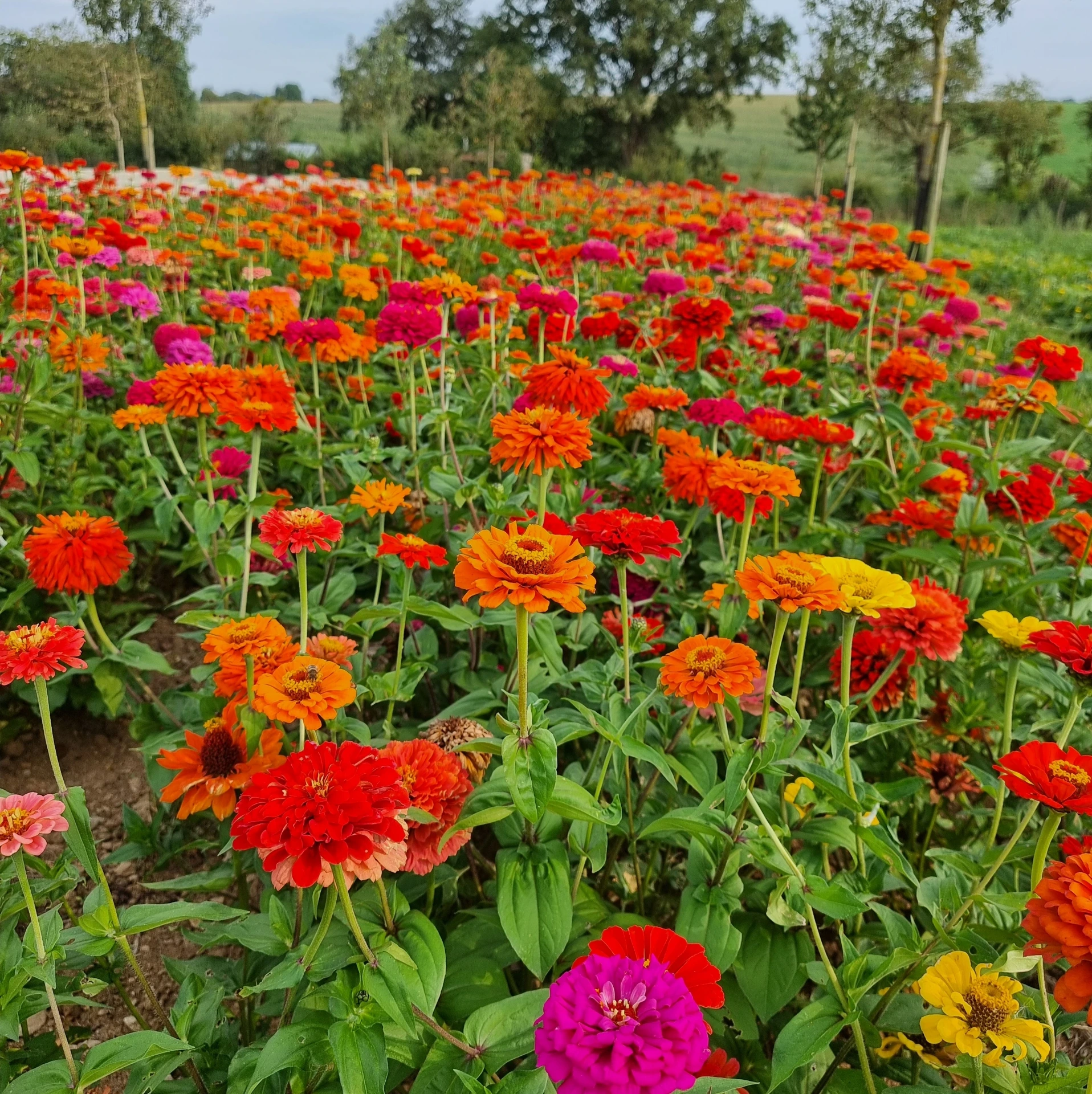 [21P216] Zinnia Jim Baggets mix