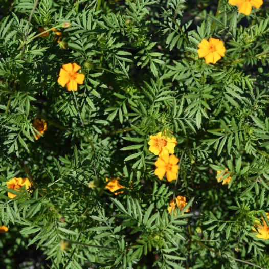 [21P234] Tagète Nématicide