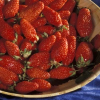 [24P222] Fraisiers NR Gariguettes