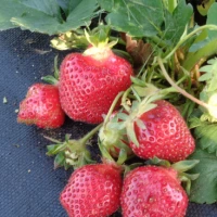 [24P223] Fraisiers NR Rubis des jardins