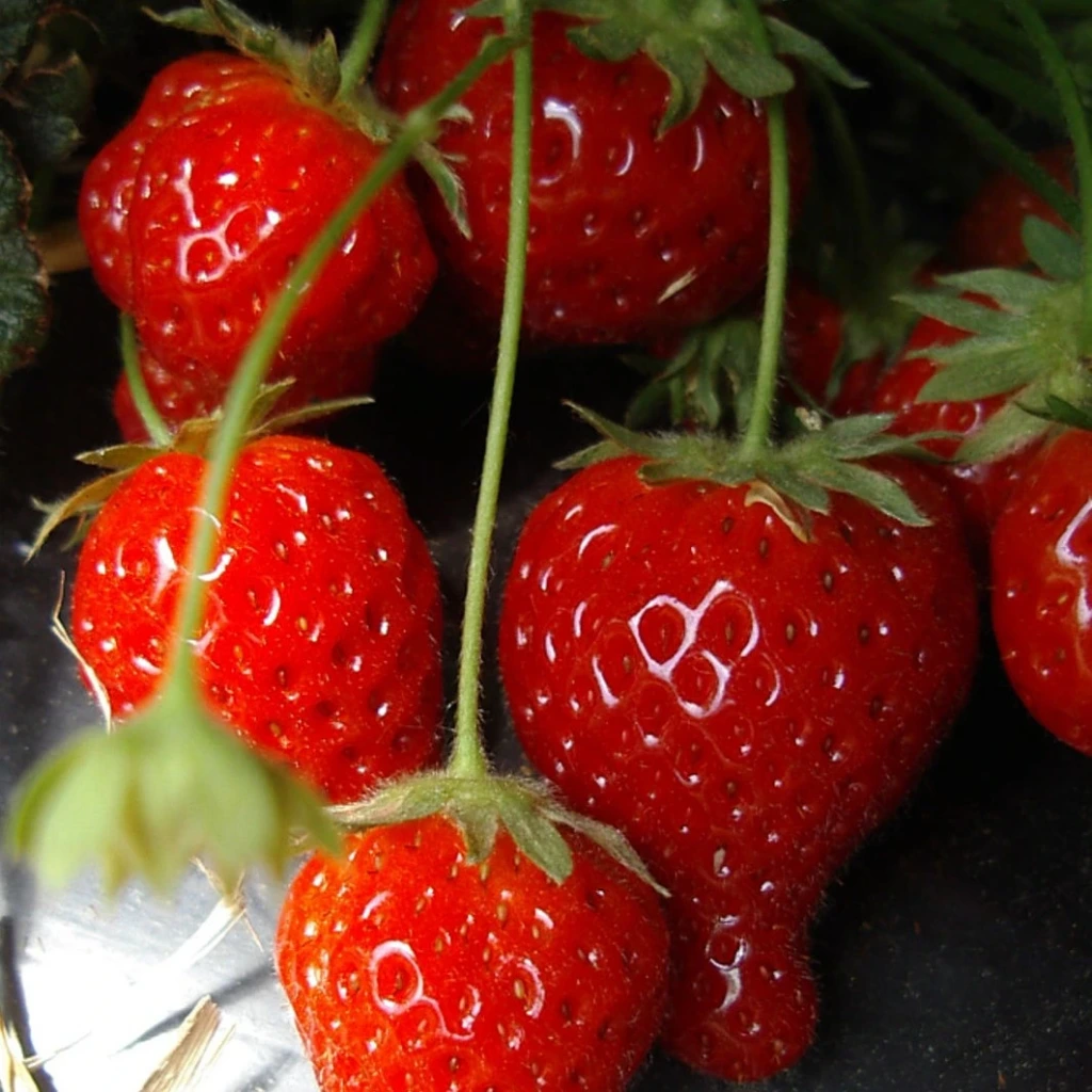 [24P224] Fraisiers R Cijosée