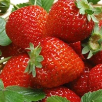 [24P225] Fraisiers R Cirafine