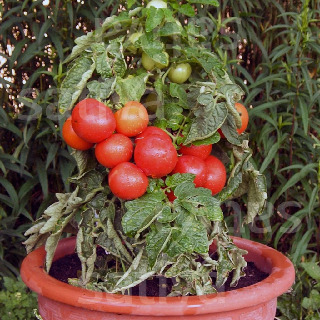 Tomate de balcon Chaperon rouge