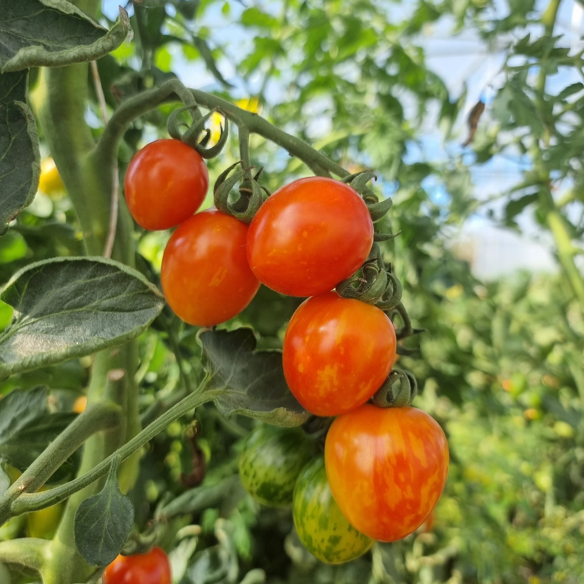 Tomate cerise Bonbon de Gembloux