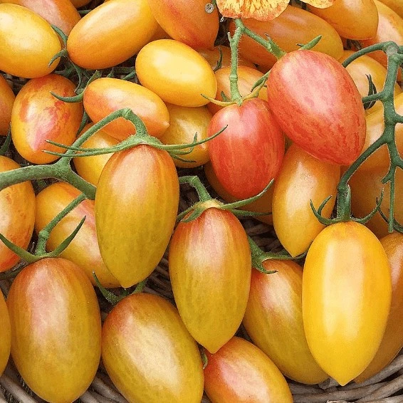 [18P261] Tomate cerise Blush