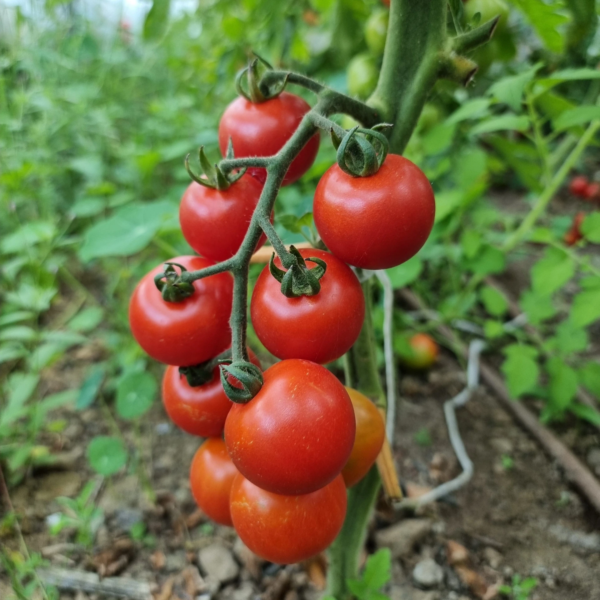 [18P263] Tomate cerise Miel du Mexique