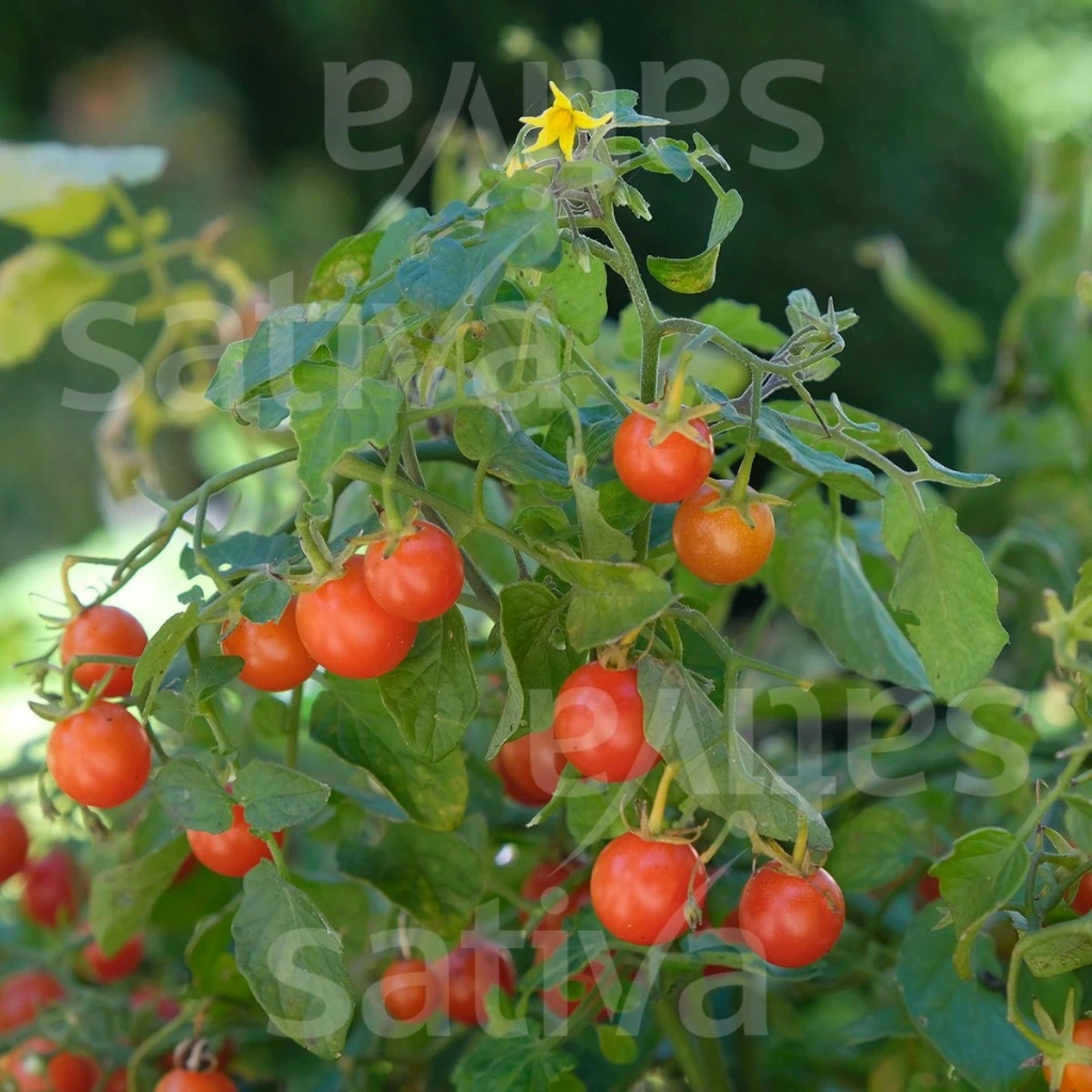 [18P270] Tomate cerise de balcon Sterntaler
