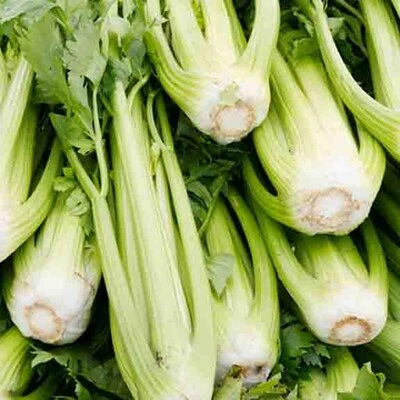 [19P256] Céleri à côte Blanc Pascal - 8 mottes