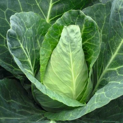 [19P257] Chou cabus blanc poitu - 8 mottes