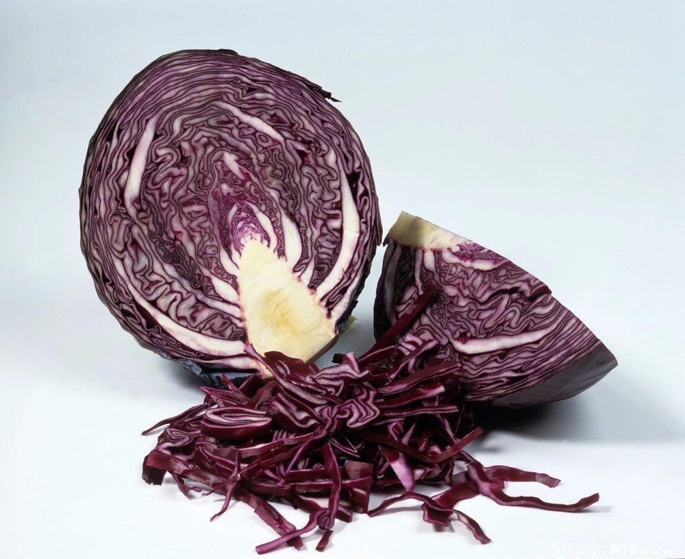 [19P258] Chou cabus rouge - 8 mottes