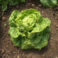 Laitue pommée Grosse blonde paresseuse - 8 mottes