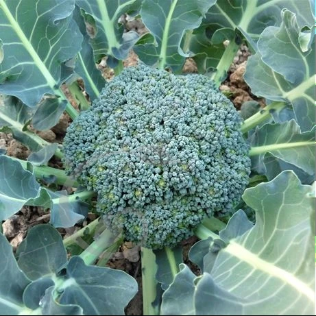 [19P260] Chou Brocoli Rasmus - 8 mottes