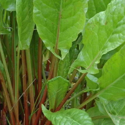 [20P245] Oseille Large de Belleville