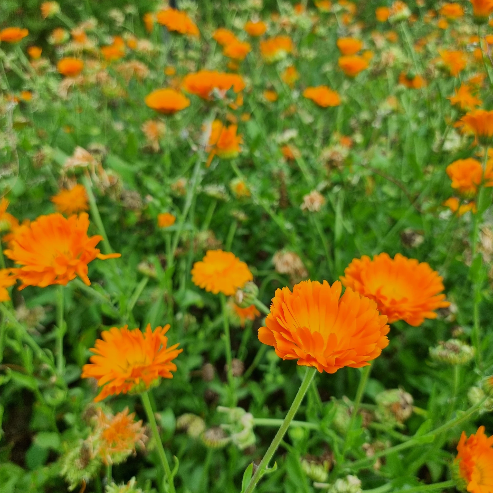 [21P247] Souci Officinale