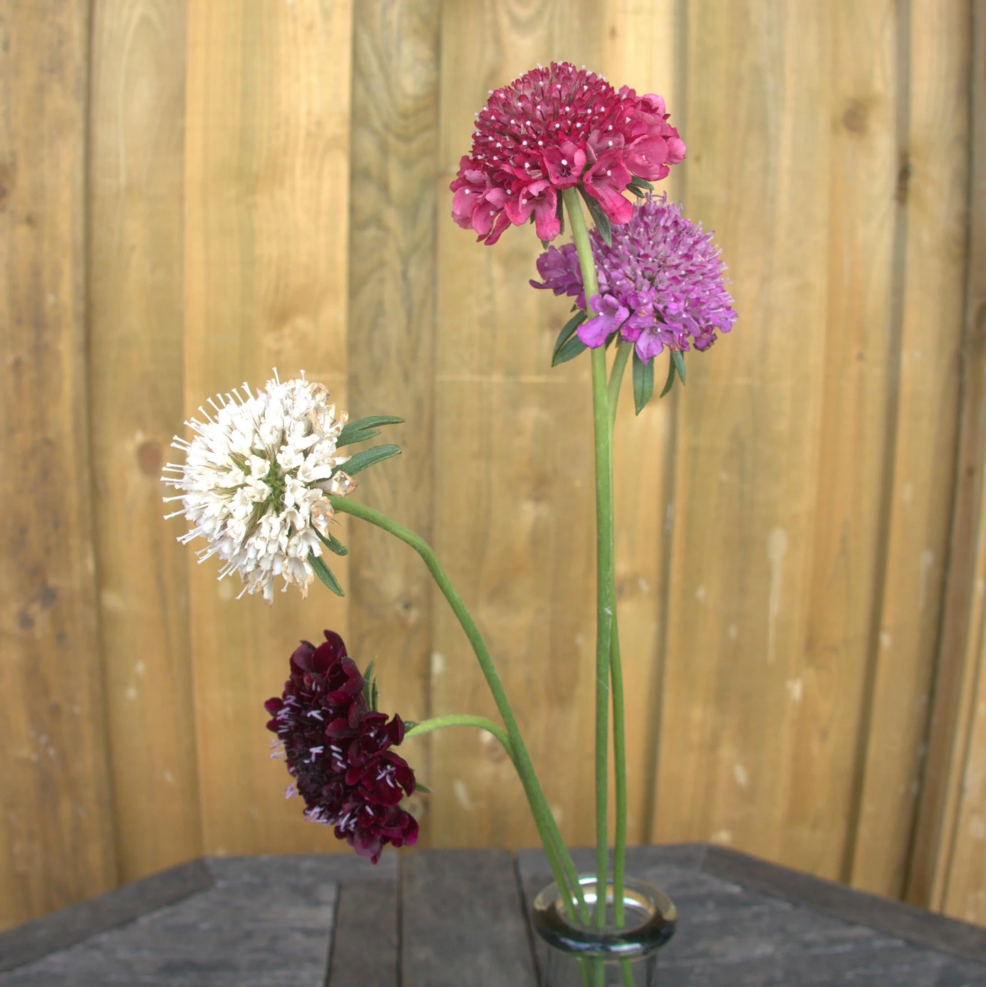 [21P251] Scabieuse Mélange de couleurs