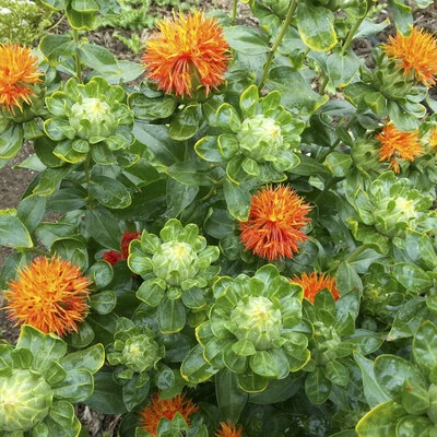 [21P253] Carthame rouge