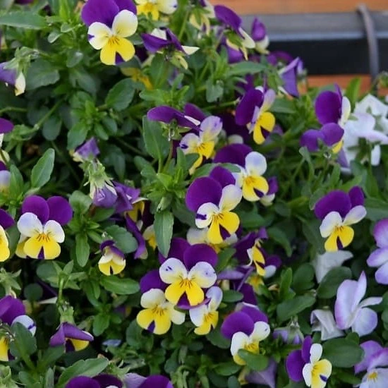 [22P264] Pensée sauvage