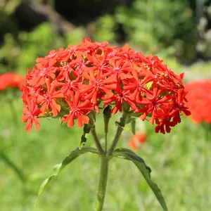 [22P266] Croix de Jérusalem