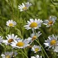 [22P267] Marguerite des près