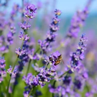 [22P268] Lavande officinale