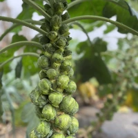 Chou de Bruxelles - 8 mottes