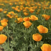 [21P271] Pavot de californie orange